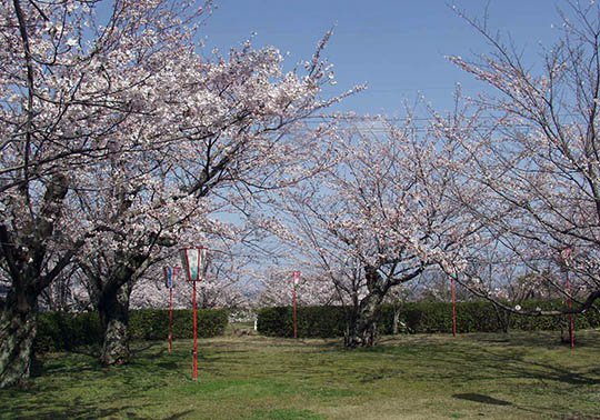名和公園の桜.jpg